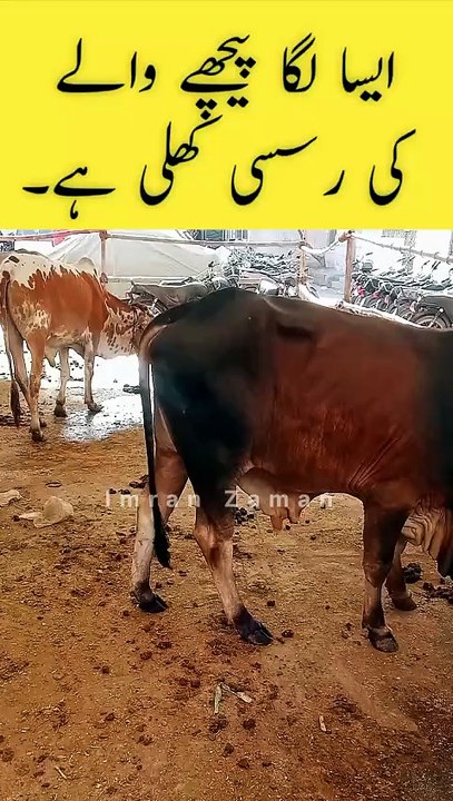 Pichy Waly Ki Laga Rassi Khli Hy😱