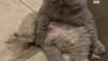 Cat Sits In Funny Pose Like Stuffed Animal