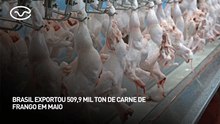 Brasil exportou 509,9 mil toneladas de carne de frango em maio