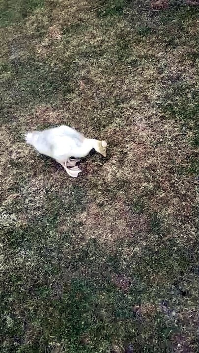 Baby Lemongrab kept getting distracted by delicious grass. | #SparklegleamFarm #Lemongrab #homestead #geese #farmanimals #soft #cute