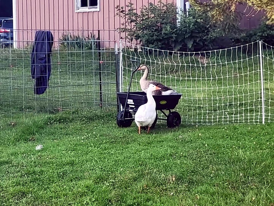 Tooey's chariot hopes appear to have been firmly dashed. | #SparklegleamFarm #Lemongrab #Tooey #farm #geese #farmanimals #UNACCEPTABLE #cute