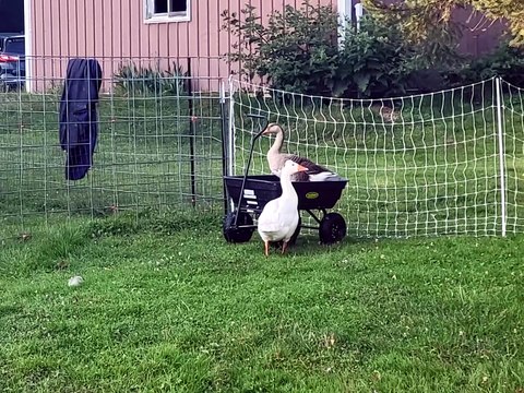 Tooey's chariot hopes appear to have been firmly dashed. | #SparklegleamFarm #Lemongrab #Tooey #farm #geese #farmanimals #UNACCEPTABLE #cute