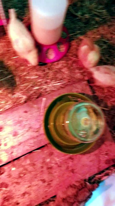 Sharing is caring, said no hatchling ever. 😅 | #SparklegleamFarm #Chicken #homestead #farmanimals #cute