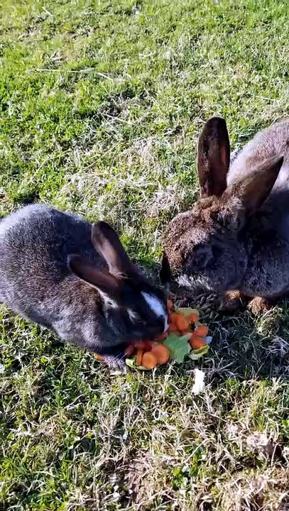 A wild SALAD appeared! | #SparklegleamFarm #Bunny #homestead #rabbit #farmanimals #cute
