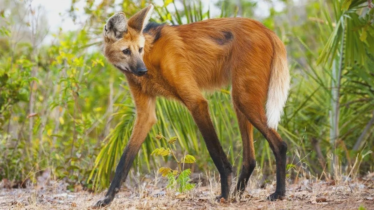 Loup à crinière : cet étrange loup sur échasses