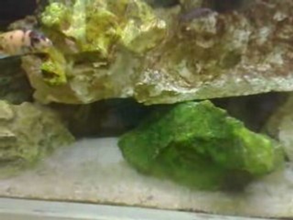 Labidochromis sp."gigas mara" Mara Rocks