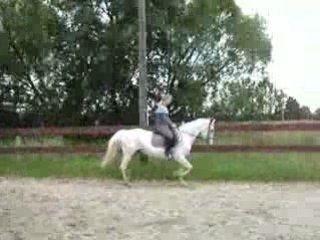 Kelline FF en dressage