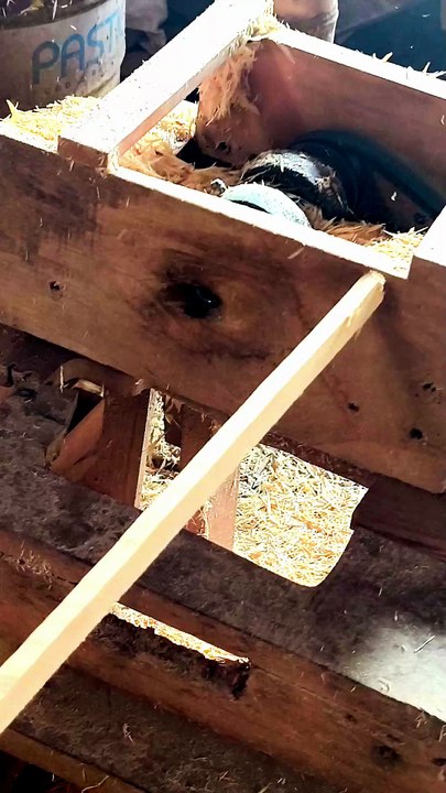 Dowel kayu
