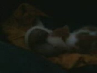 bébé furet et bébé chat