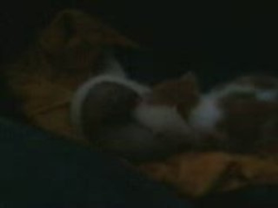 bébé furet et bébé chat