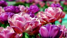 Musique Relaxante _ Anti Stress Lotus Relax Libérer l'Esprit #destress