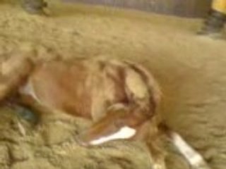 kiznogood qui se gratte =D