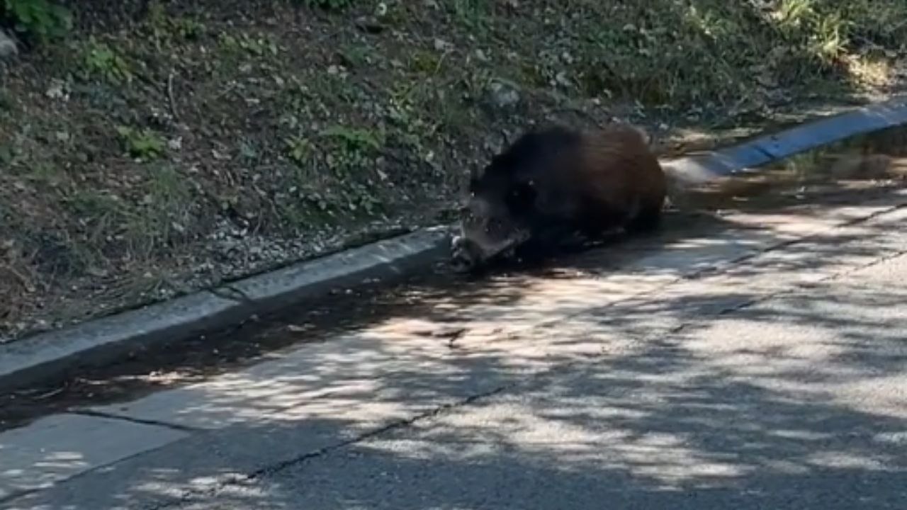Terrifying Encounter: Wild Boar Blocks Couple's Path to Their Car