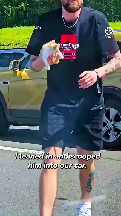 Man stops traffic to rescue terrified little kitten 👏❤️#Kitten #KittenRescue #CatRescue #AnimalRescue #Cats #Heartwarming #PetRescue #Animals #Kindness #CuteAnimals
