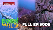 Two Rare Sharks and the Breathing Forest | Born To Be Wild (Full Episode)