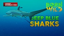 2 uri ng mailap na pating, namataan sa Kimud Shoal at Monad Shoal! | Born To Be Wild