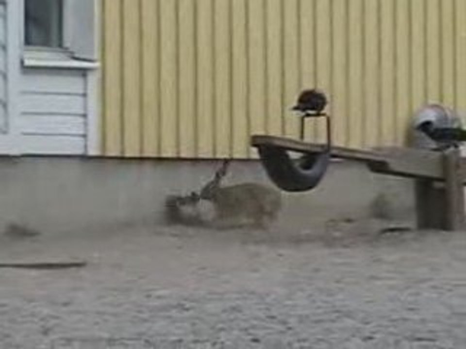 Lapin VS corbeau
