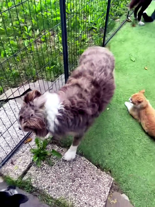 Un chat roux prend le pouvoir sur 13 Border Collies en Italie