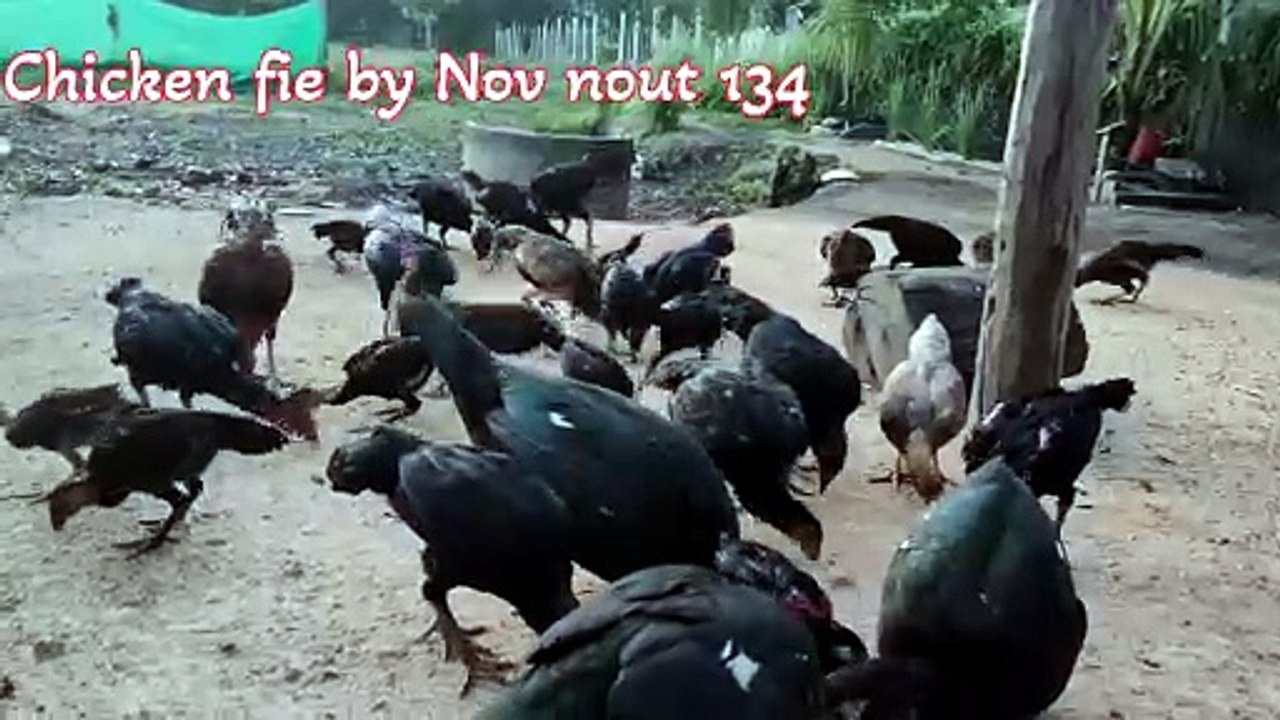 Many flocks of chickens are eating natural food.Chicken fie by Nov nout 134