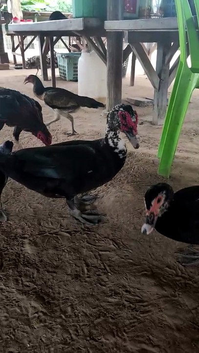 Many flocks of chickens are eating natural food.Chicken fie by Nov nout 136