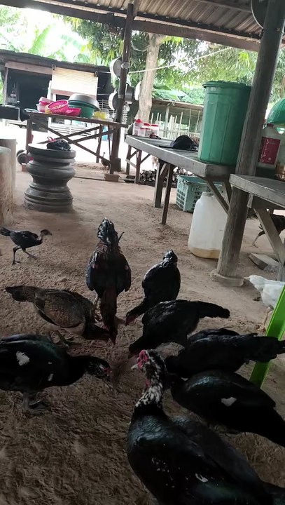 Many flocks of chickens are eating natural food.Chicken fie by Nov nout 139