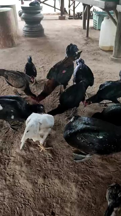 Many flocks of chickens are eating natural food.Chicken fie by Nov nout 140