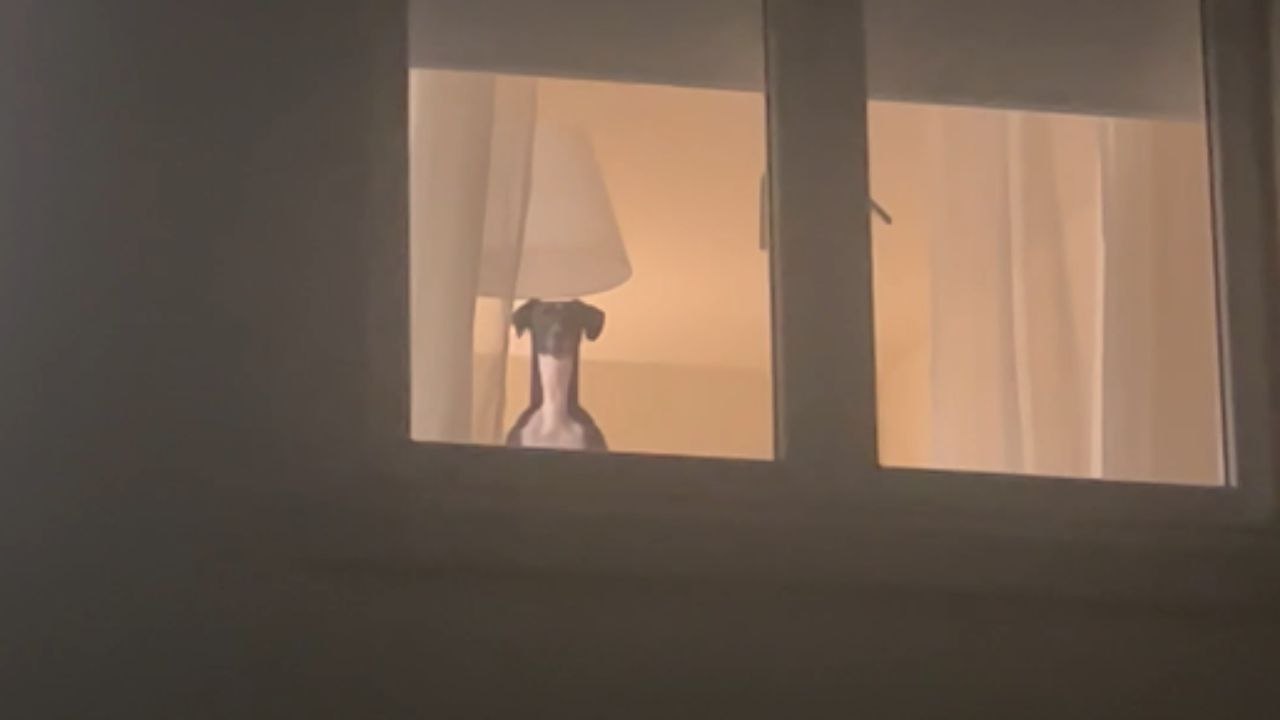Excited Whippet's 'welcome home' routine for her humans will leave you in stitches!