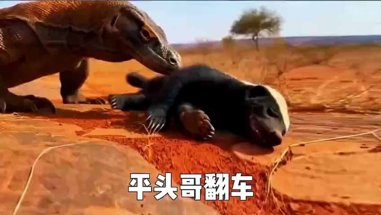 Honey Badger vs Komodo Dragon – The Fight That Ended in a Slow-Motion Nightmare