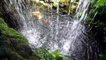 Soothing Nature Scenes for Relaxation