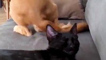 Sibling Rivalry: Pets Who Can't Stop Fighting
