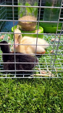 DVD and MTM getting some fresh air during feeding time. | #SparklegleamFarm #DVD #MaryTylerMolt #DickVanDuck #MTM #homestead #duck #farmanimals #soft #cute