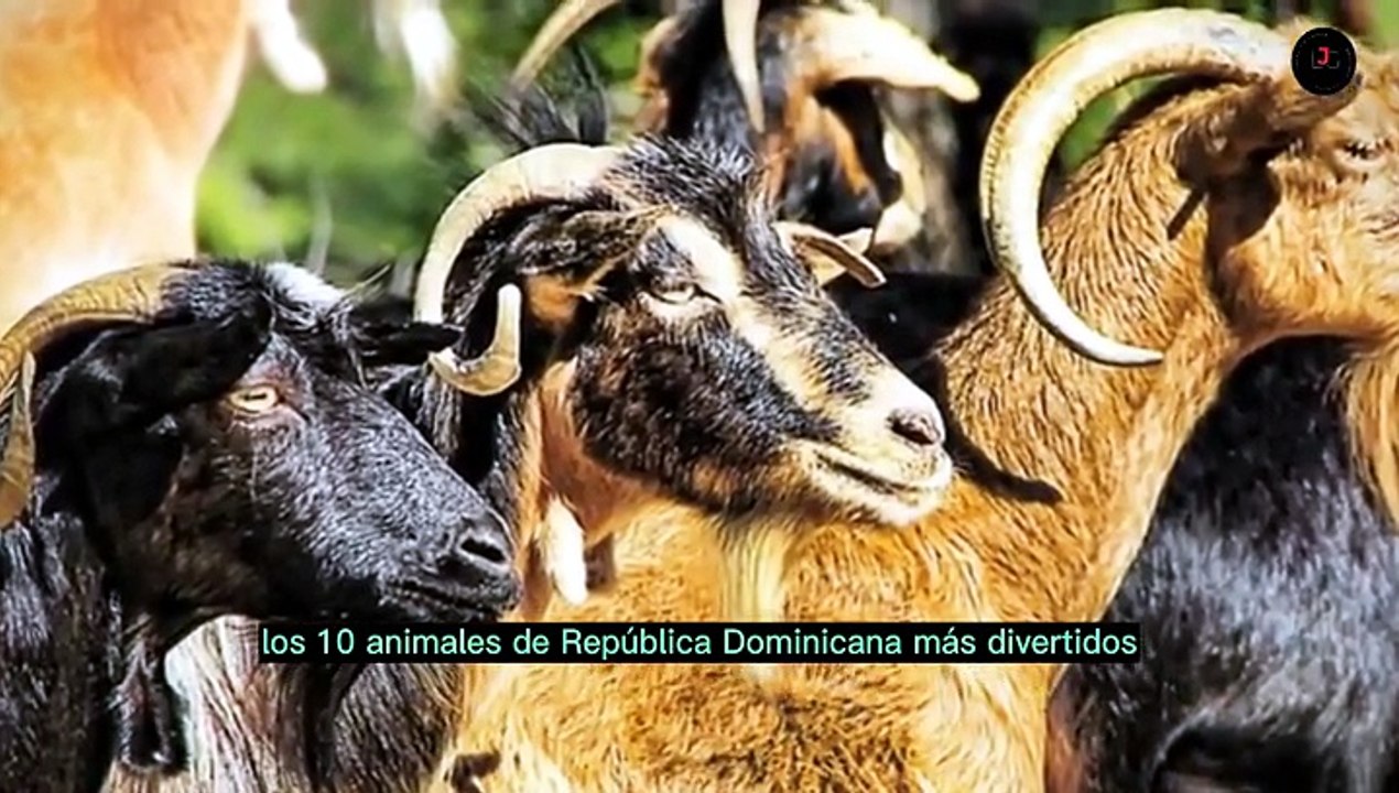 Animales Divertidos de RD.