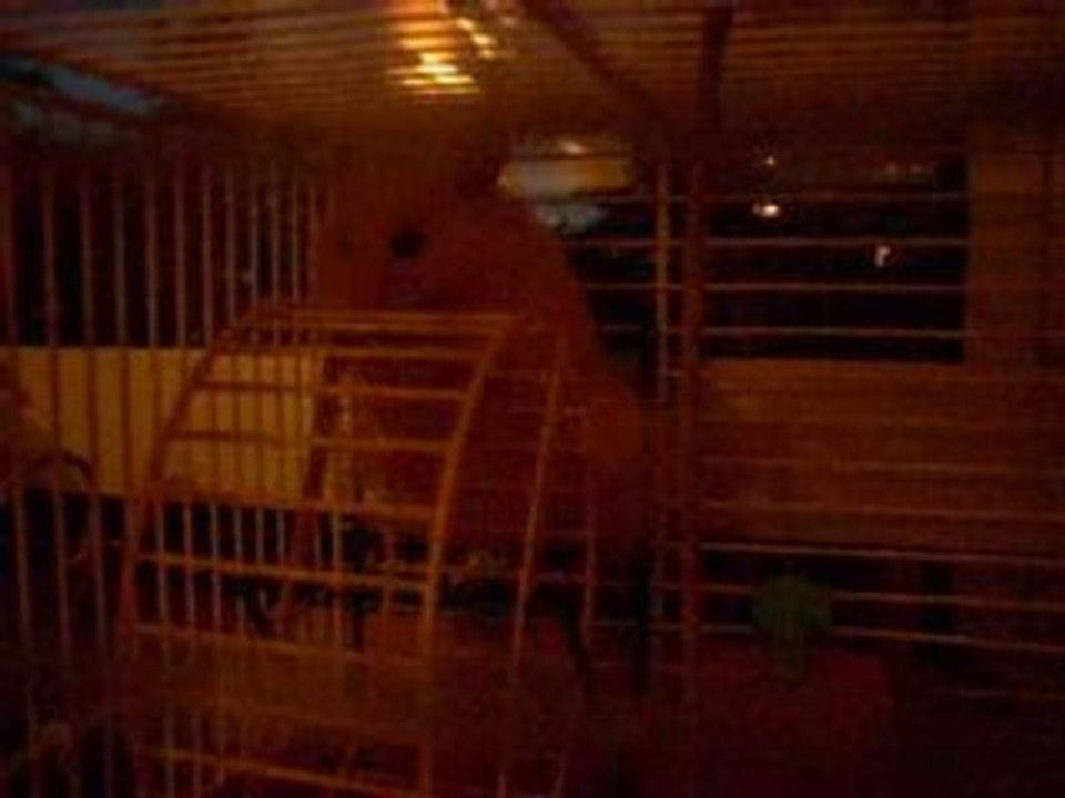 PITCHOU LE SEUL HAMSTER QUI ROULE SUR SA ROUE