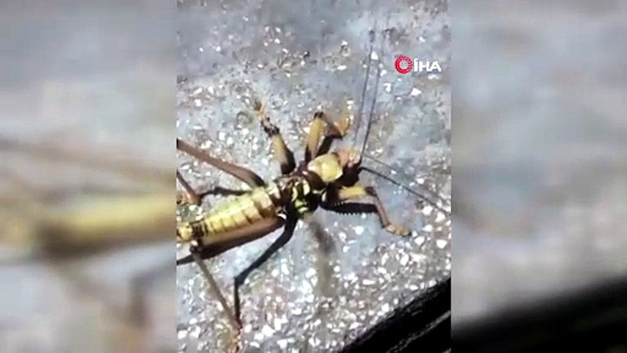 Elazığ'da Dev Etçil Çekirge Görüntülendi!