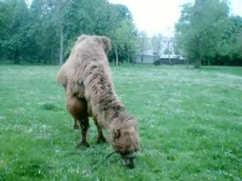 pub hollywood chewing-gum c'est un fack