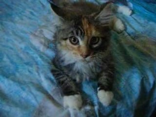 la tiit nouvelle canibal >.