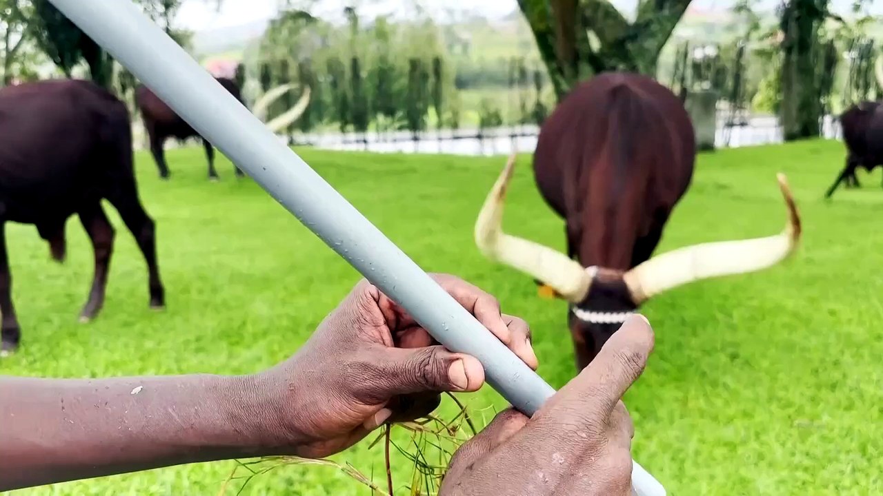 Rwanda's royal cattle pampered with poetry and music