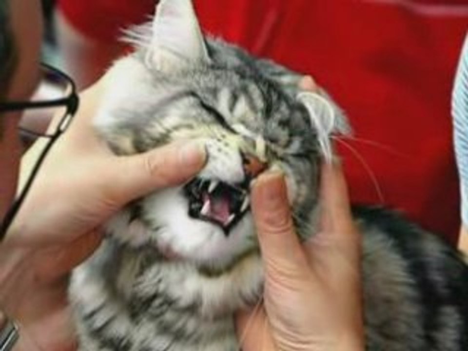 Stellenangebote Tierarzt StellenMarkt.de