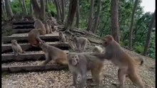 The monkey started doing weird things after drinking alcohol.