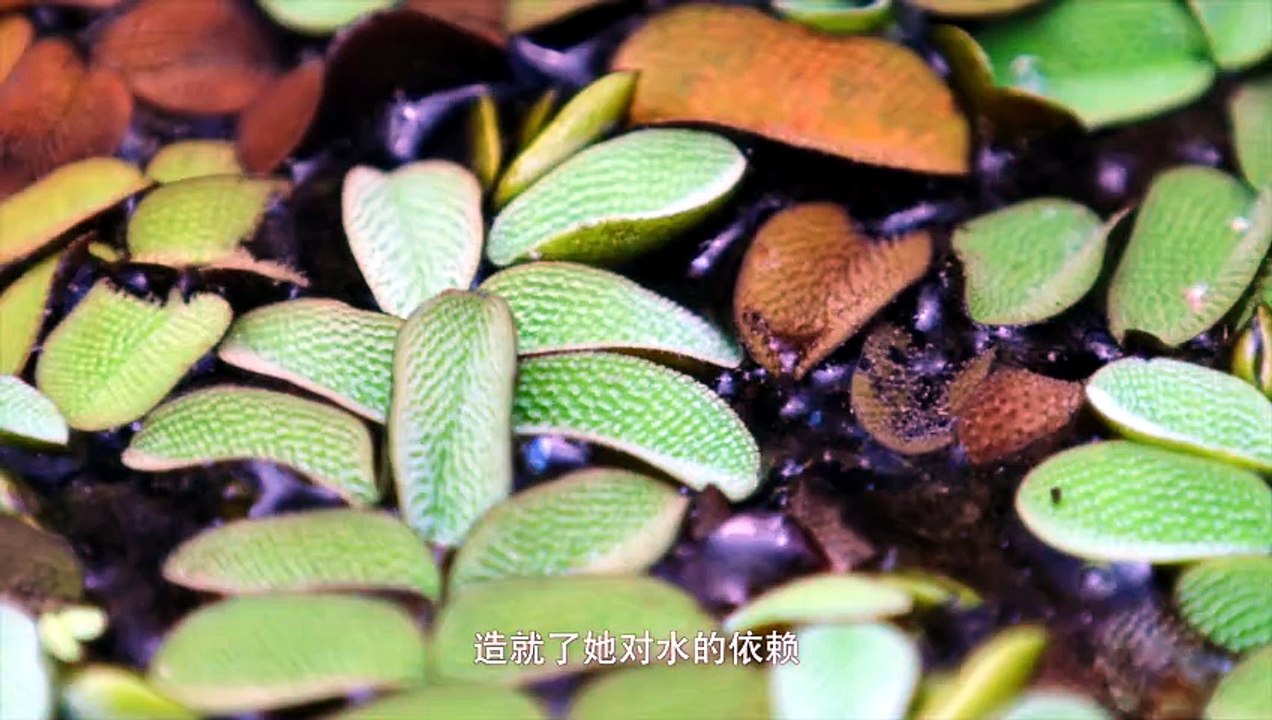 水稻 Rice @ 影响世界的中国植物 The Journey of Chinese Plants