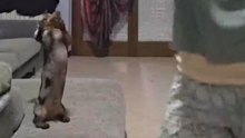 Dog Rises On Two Legs And Grooves Next To Its Mom