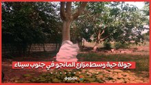 جولة حية وسط مزارع المانجو في جنوب سيناء