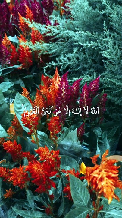 Quran recitation