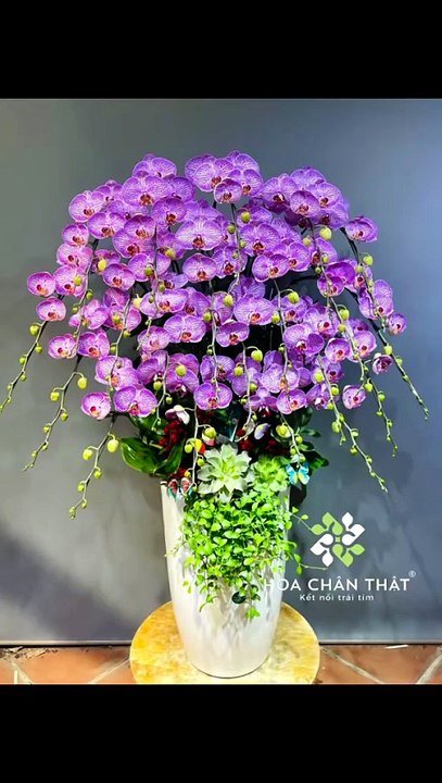 Chậu Lan Hồ Điệp Khai Trương – Món Quà Đẳng Cấp Dành Cho Doanh Nghiệp