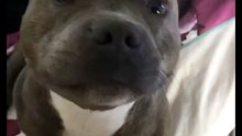 Absolutely no thonks