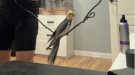 Hair Dryer Cord Becomes A Perch For An Unsteady Parrot