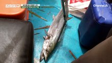 야자잎으로 역대급 어복 폭발?! 물고기 크기 실화냐??