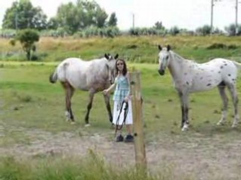recule,arrêt,marché en liberté