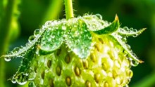 Strawberry growing video