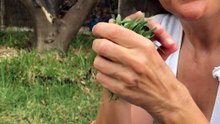 Arugula Forest